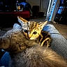 Lil Bit is registered to the contest to win money with this photo: animal, background, bottle, cat, closeup, cozy, curious, cute, dim_lighting, domestic, floor, fur, furniture, home, indoor, jeans, kitten, lap, pet, resting