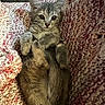 blanket, cat, cozy, cute, domestic_animal, fur, gray_tabby, indoor, kitten, knit_blanket, lying_down, paws, pet, resting, small_animal, soft_texture, tail, warm, whiskers, wide_eyes