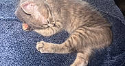Aurora is registered to the contest to win money with this photo: animal, blue_towel, cat, cozy, cute, domestic, feline, fur, indoor, kitten, nap, paw, pet, relaxing, resting, sleeping, small, soft, striped, whiskers