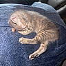 animal, blue_towel, cat, cozy, cute, domestic, feline, fur, indoor, kitten, nap, paw, pet, relaxing, resting, sleeping, small, soft, striped, whiskers
