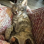 Aurora is registered to the contest to win money with this photo: animal, blanket, cat, closeup, cozy, cute, feline, fur, indoor, kitten, knit, nap, paw, pet, relaxation, resting, sleeping, soft, tabby, whiskers
