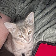 Aurora joined the competition — help win amazing prizes! kitten, cat, tabby, pet, animal, indoor, person, clothing, shirt, arm, phone, phone_case, red, lap, closeup, blurry, feline, young, cute, domestic_animal