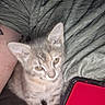 kitten, cat, tabby, pet, animal, indoor, person, clothing, shirt, arm, phone, phone_case, red, lap, closeup, blurry, feline, young, cute, domestic_animal
