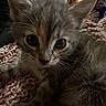 Aurora joined the competition — help win amazing prizes! kitten, cat, close_up, whiskers, feline, indoor, blanket, knitted, curious, young, pet, fur, ears, eyes, cozy, soft_lighting, domestic, cute, animal, resting