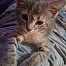 Aurora is registered to the contest to win money with this photo: kitten, cat, close_up, pet, feline, whiskers, fur, paw, indoor, curious, animal, cute, soft_lighting, portrait, young, playful, cozy, texture, gray, striped