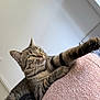 animal, blanket, cat, cozy, curious, cute, domestic, feline, fur, green_eyes, indoor, knitted, paw, pet, relaxed, resting, stretching, striped, tabby_cat, whiskers