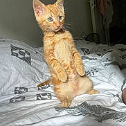 Yoda participe au concours pour gagner de l'argent avec cette photo : animal, bed, bedspread, blanket, cat, cozy, curious, ears, feline, fur, indoor, kitten, orange_tabby, paw, pet, resting, room, standing, whiskers, young