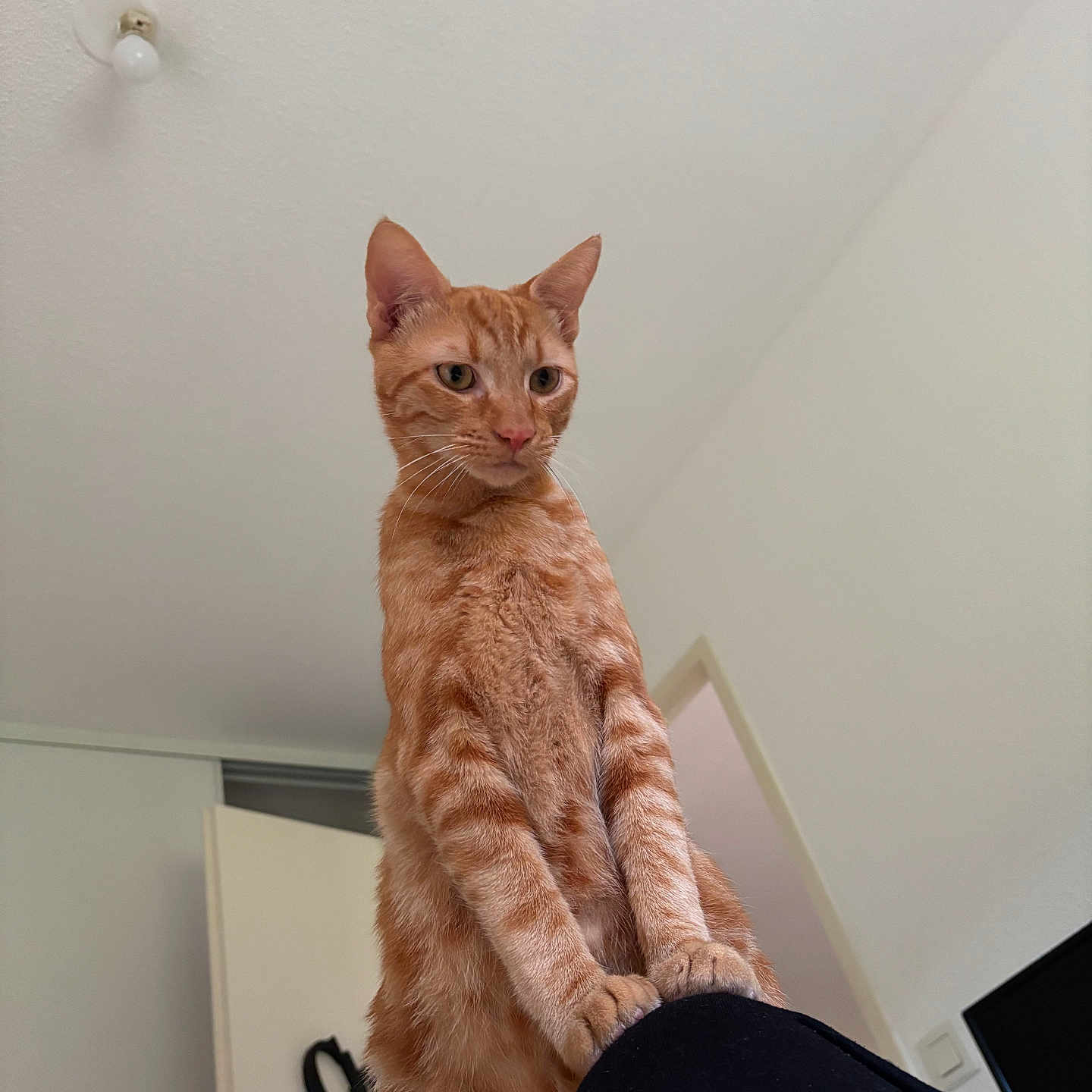 Yoda participe au concours pour gagner de l'argent avec cette photo : animal, black_surface, cat, ceiling, close_up, curious, domestic_cat, door, ears, feline, focused, indoor, light_bulb, looking, orange_tabby, paws, pet, standing, wall, whiskers
