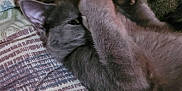 Lily is registered to the contest to win money with this photo: cat, gray_cat, paw, blanket, patterned_blanket, indoor, pet, feline, cozy, cute, playful, resting, fur, animal, soft, closeup, sleepy, relaxed, lying_down, domestic_cat