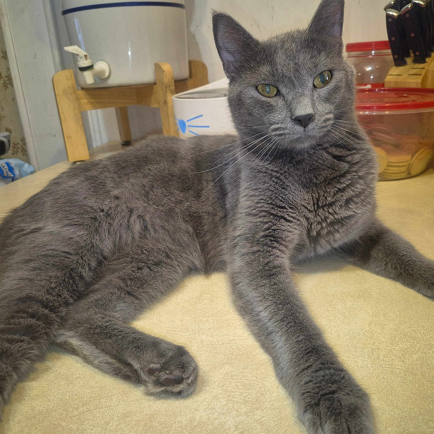 Lily is registered to the contest to win money with this photo: animal, cat, counter, domestic, feline, food_container, fur, gray_cat, household, indoor, kitchen, knife_block, mammal, nesquik, pet, relaxed, resting, tabletop, water_dispenser, whiskers