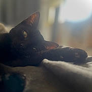 Xena participe au concours pour gagner de l'argent avec cette photo : abyssinian, animal, bed, blackcat, blanket, cat, furniture, kitten, manx, pet