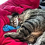 Rym a rejoint le concours — aidez-le/la à gagner de superbes lots ! cat, tabby, sleeping, pet, animal, feline, striped, cozy, blanket, plush_toy, indoor, resting, cute, fur, whiskers, collar, pink, blue, soft, relaxed