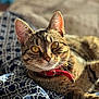 Rym a rejoint le concours — aidez-le/la à gagner de superbes lots ! cat, tabby_cat, close_up, pet, animal, feline, collar, golden_eyes, whiskers, fur, patterned_blanket, blue_blanket, white_pattern, resting, indoor, sunlight, portrait, cute, domestic_cat, relaxed