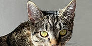 Rym a rejoint le concours — aidez-le/la à gagner de superbes lots ! cat, tabby, close_up, yellow_eyes, whiskers, fur, collar, bell, pet, animal, portrait, indoor, gray_background, curious, feline, domestic_cat, mammal, looking, soft_light, texture