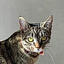 cat, tabby, close_up, yellow_eyes, whiskers, fur, collar, bell, pet, animal, portrait, indoor, gray_background, curious, feline, domestic_cat, mammal, looking, soft_light, texture