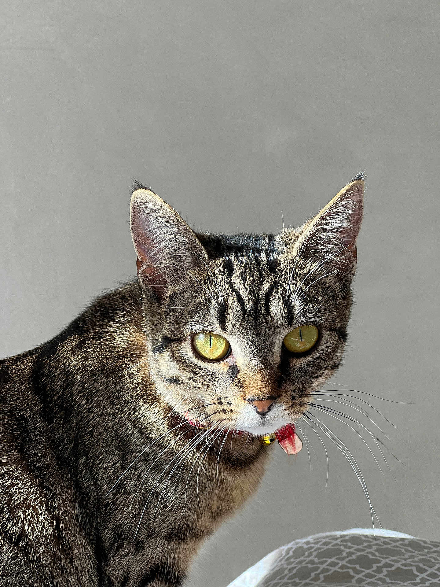 Rym a rejoint le concours — aidez-le/la à gagner de superbes lots ! cat, tabby, close_up, yellow_eyes, whiskers, fur, collar, bell, pet, animal, portrait, indoor, gray_background, curious, feline, domestic_cat, mammal, looking, soft_light, texture