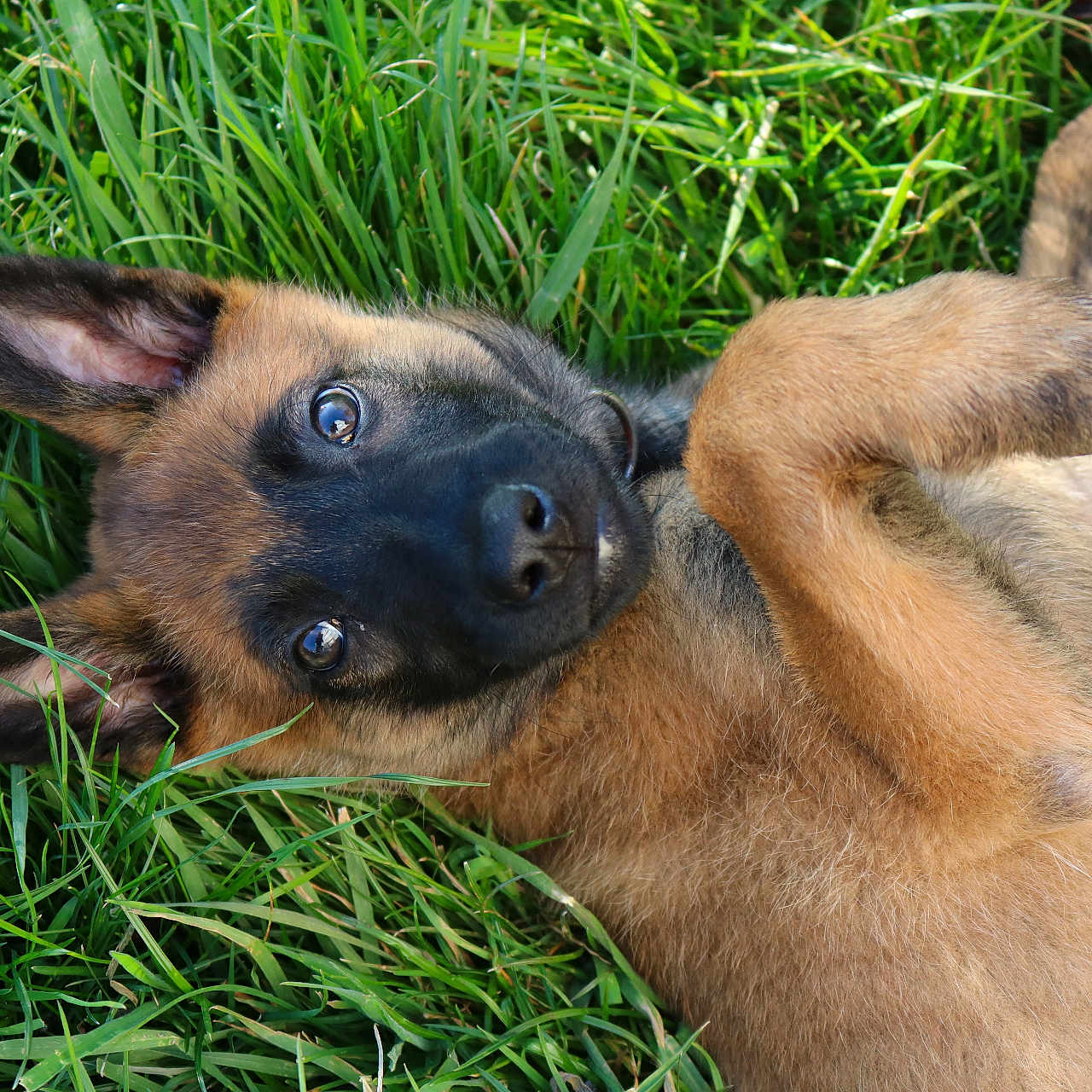 Jeff Goedert a rejoint le concours — aidez-le/la à gagner de superbes lots ! animal, boxer, bulldog, canine, chihuahua, dog, field, germanshepherd, grass, grassland, green, hound, lawn, nature, outdoors, person, pet, plant, puppy, snout