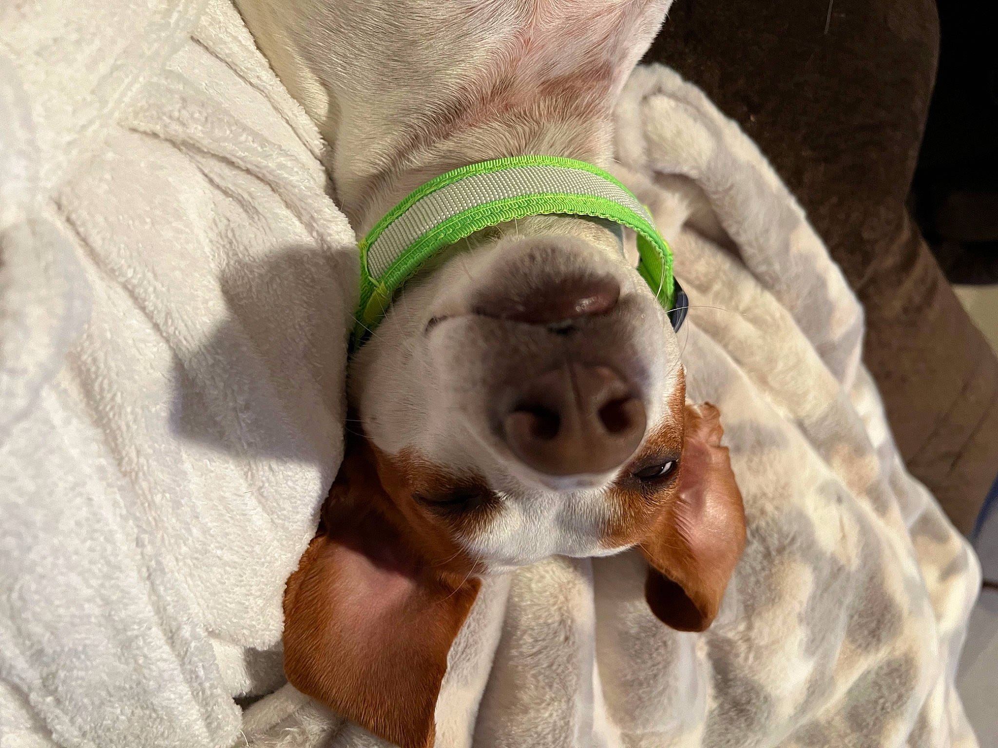 Chopper joined the competition — help win amazing prizes! canidae, carnivore, collar, comfort, companion_dog, dog, dog_breed, dog_clothes, dog_supply, fawn, fur, linens, liver, pet_supply, plush, snout, sporting_group, stuffed_toy, toy, working_animal