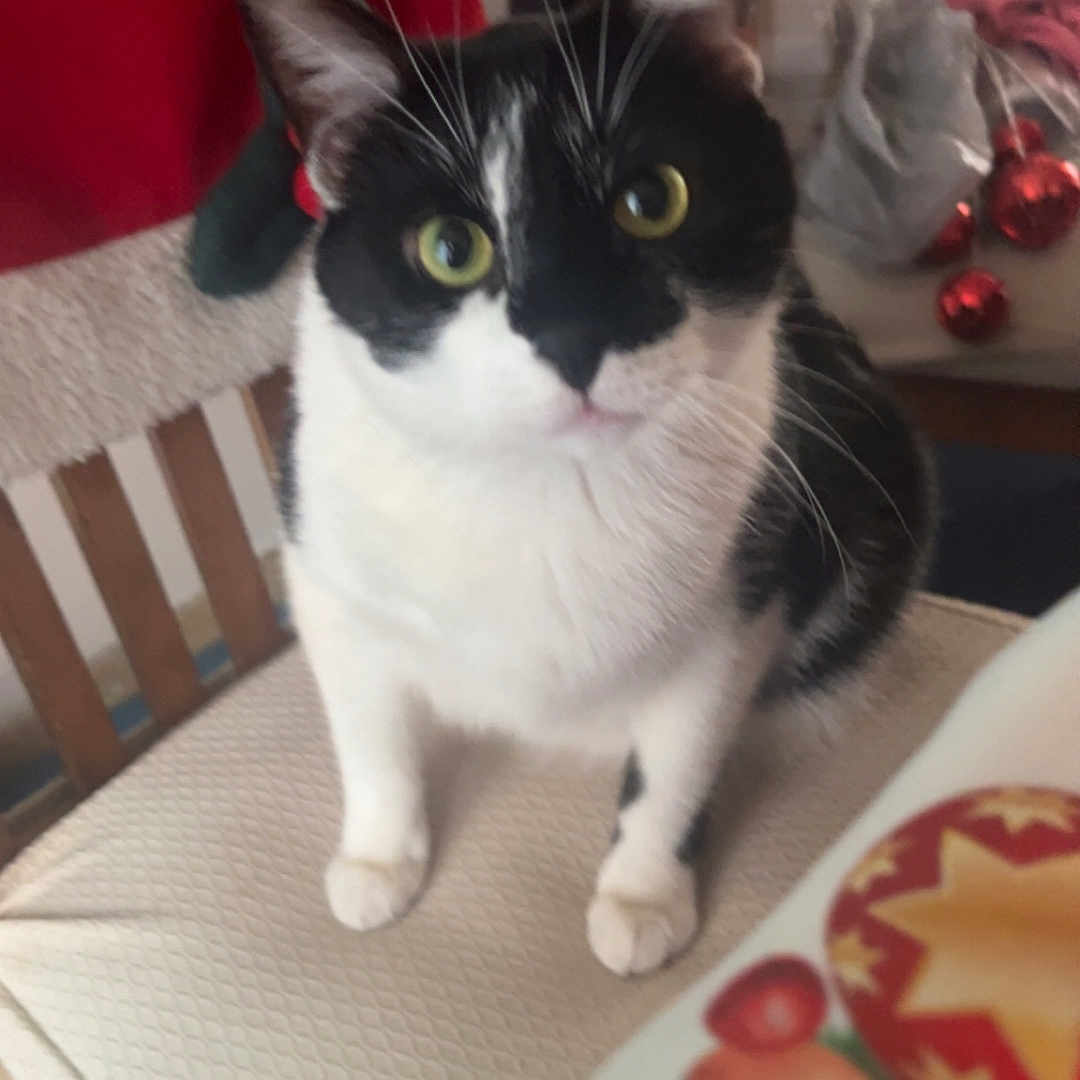 Buddy joined the competition — help win amazing prizes! animal, black_and_white, cat, chair, close_up, cozy, curious, cushion, domestic_cat, feline, festive, holiday_decorations, indoor, looking_up, ornaments, pet, red_cloth, table, whiskers, white_fur