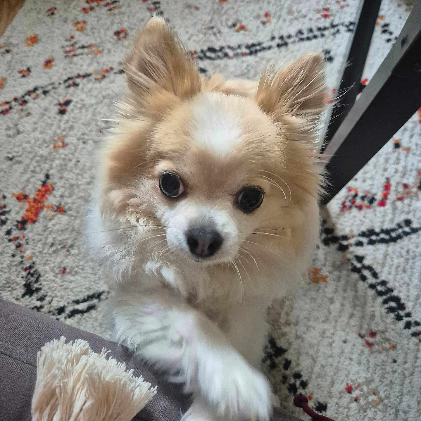 Ipso Kiki participe au concours pour gagner de l'argent avec cette photo : animal, carpet, close_up, companion, cozy, cream_fur, crossed_paws, curious, cute, dog, domestic, fluffy, furniture_leg, indoor, looking_up, pet, small_dog, soft_fur, tassel, white_fur