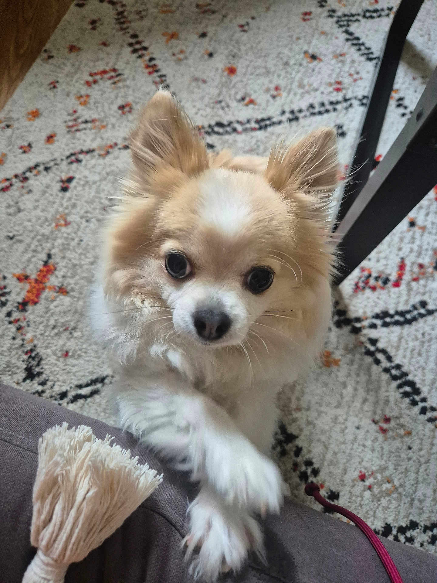 Ipso Kiki