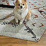 Ipso Kiki participe au concours pour gagner de l'argent avec cette photo : dog, small_dog, fluffy, indoor, carpet, patterned_rug, wooden_floor, pet, cute, curious, animal, fur, ears, sitting, domestic, companion, floor, table_leg, light, home