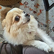 Ipso Kiki participe au concours pour gagner de l'argent avec cette photo : dog, fluffy, cream_colored, small_dog, couch, armrest, indoor, carpet, basket, pet, wide_eyes, curious, close_up, fur, domestic_animal, companion, cute, living_room, furniture, whiskers