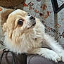 dog, fluffy, cream_colored, small_dog, couch, armrest, indoor, carpet, basket, pet, wide_eyes, curious, close_up, fur, domestic_animal, companion, cute, living_room, furniture, whiskers