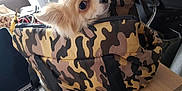 Ipso Kiki participe au concours pour gagner de l'argent avec cette photo : dog, small_dog, bag, camouflage, laptop, table, indoor, curious, pet, animal, fur, face, ears, black_nose, brown_fur, zipper, handle, chair, workstation, cozy