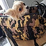 dog, small_dog, bag, camouflage, laptop, table, indoor, curious, pet, animal, fur, face, ears, black_nose, brown_fur, zipper, handle, chair, workstation, cozy