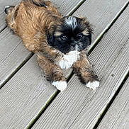 Milo is registered to the contest to win money with this photo: puppy, dog, brown_fur, black_face, white_paws, wooden_deck, outdoor, pet, cute, fur, small_dog, lying_down, looking_up, animal, domestic_animal, playful, young, adorable, companion, friendly