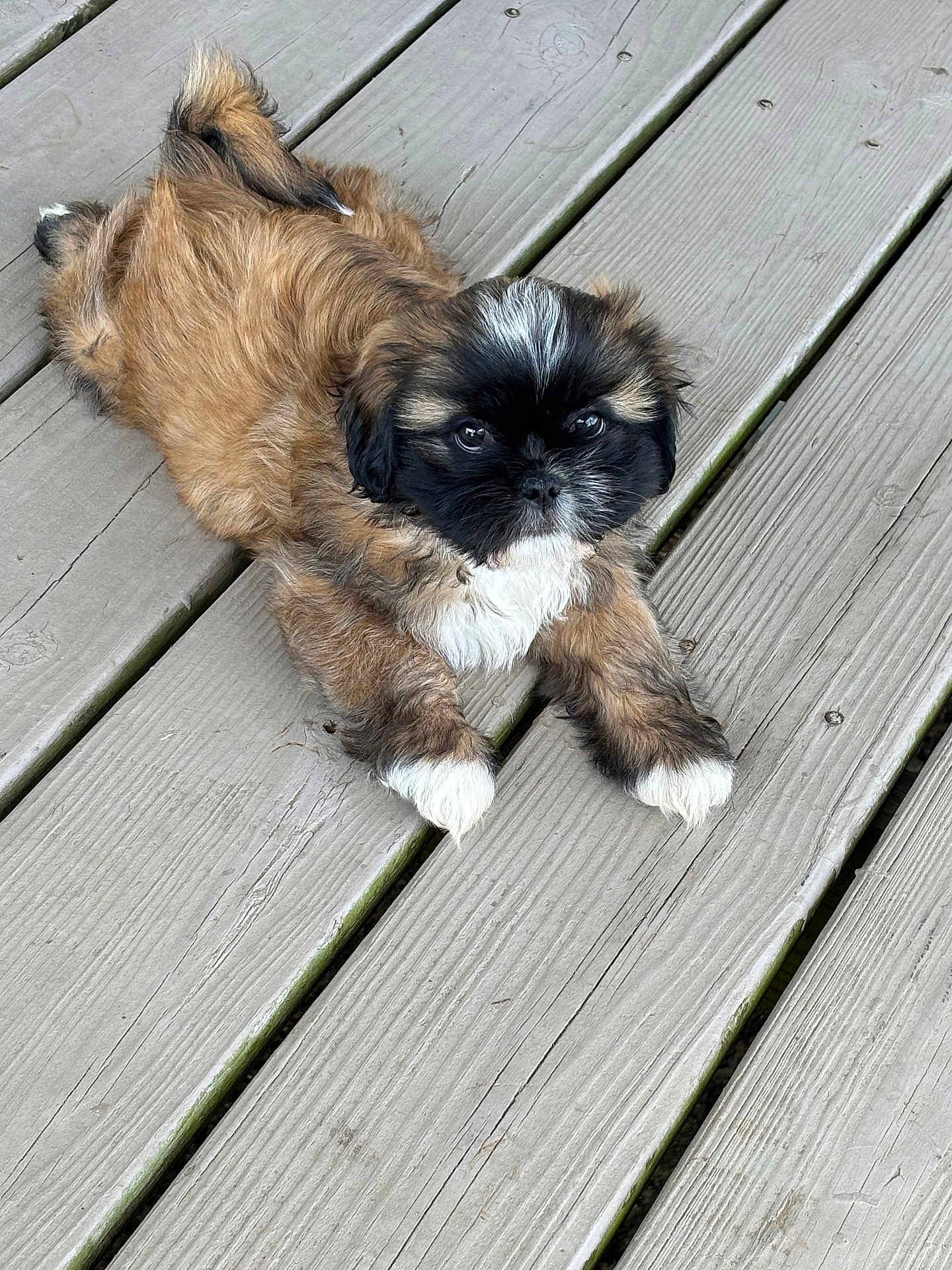 Milo