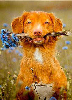 Hunny joined the competition — help win amazing prizes! canidae, carnivore, companion_dog, dog, dog_breed, fawn, flower, fur, grass, gun_dog, happy, liver, plant, prairie, retriever, snout, sporting_group, terrestrial_animal, whiskers, working_animal