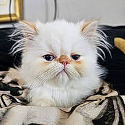 Squishy joined the competition — help win amazing prizes! bedding, blanket, blue_eyes, cat, closeup, cozy, ears, expressive_face, fluffy, fur_texture, indoor, kitten, persian_cat, pet, pink_nose, portrait, sitting, small, whiskers, white_fur