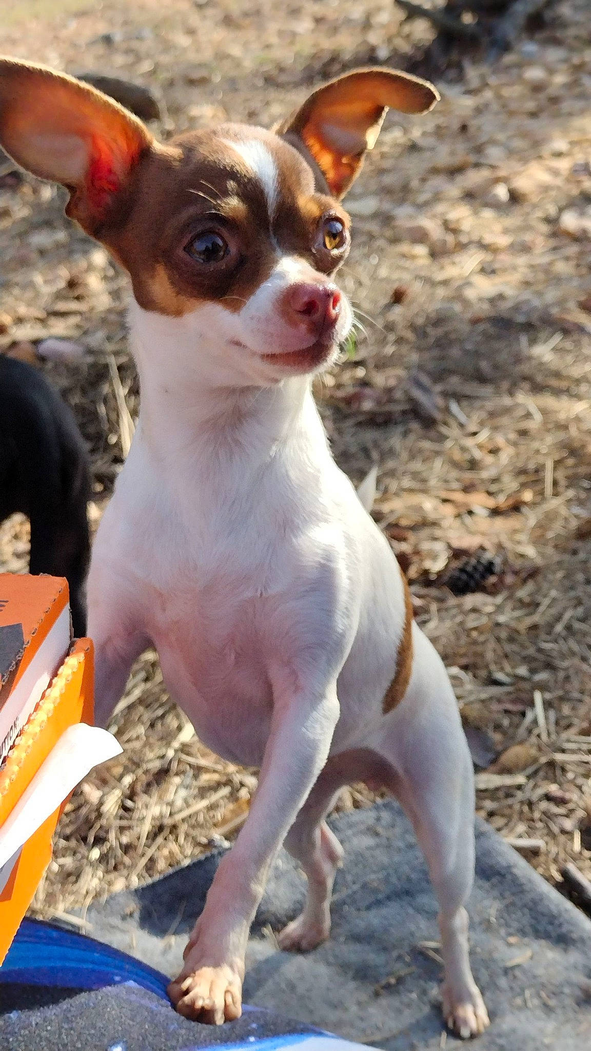 Valeria is registered to the contest to win money with this photo: canidae, carnivore, chihuahua, companion_dog, corgi_chihuahua, dog, dog_breed, fawn, non_sporting_group, russkiy_toy, snout, sporting_group, terrestrial_animal, toy_dog, vertebrate, whiskers, working_animal