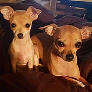 Princess is registered to the contest to win money with this photo: animal, blanket, brown_coat, chihuahua, companion, cozy, cute, cute_pets, dog, domestic, ears, eyes, friendship, fur, indoor, pet, relaxed, sitting, small_dog, two_dogs
