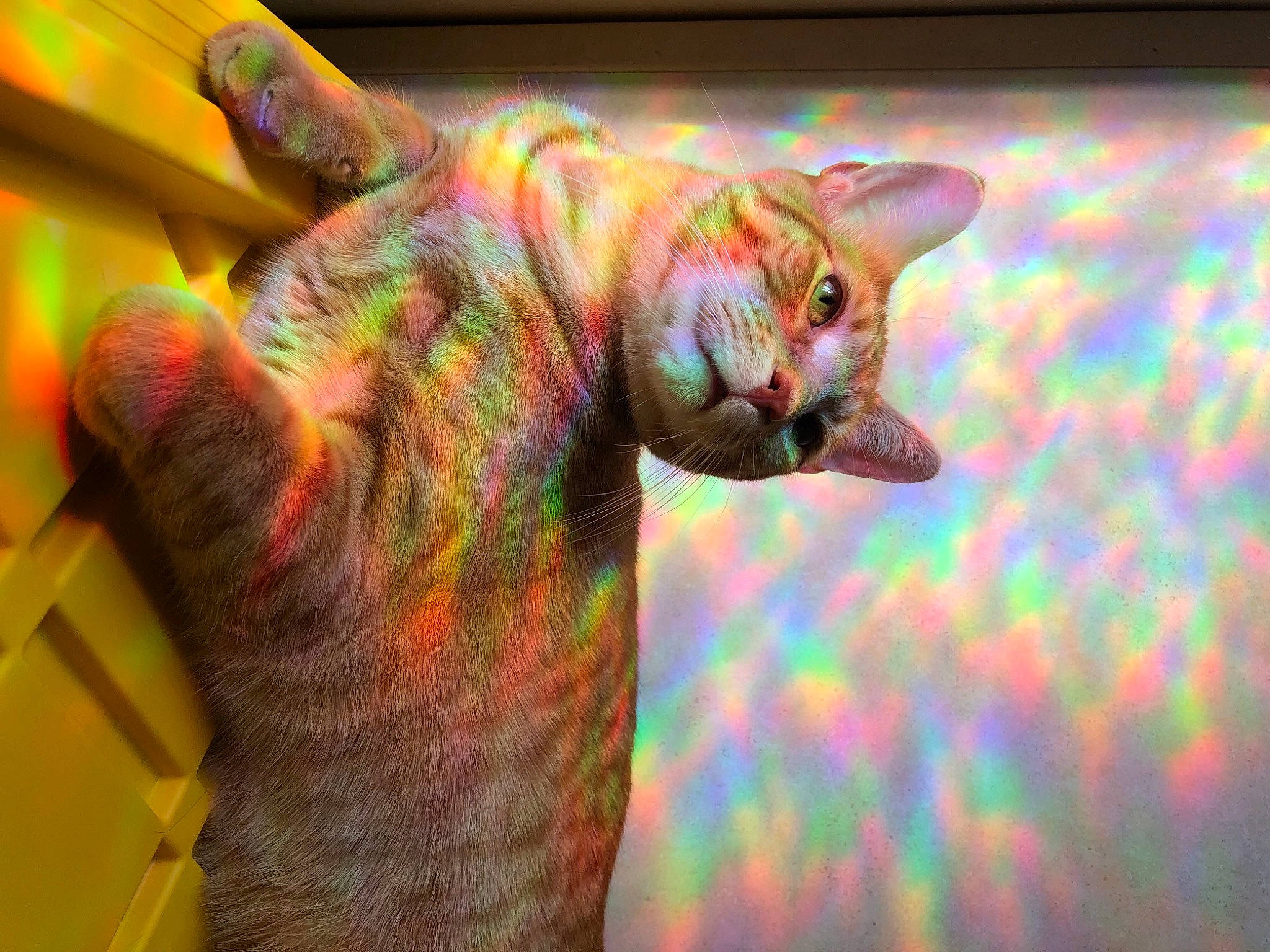 Colby joined the competition — help win amazing prizes! animation, art, carnivore, cat, entertainment, event, fawn, felidae, fur, gesture, human_body, jaw, macro_photography, magenta, small_to_medium_sized_cats, snout, tail, thumb, visual_arts, whiskers