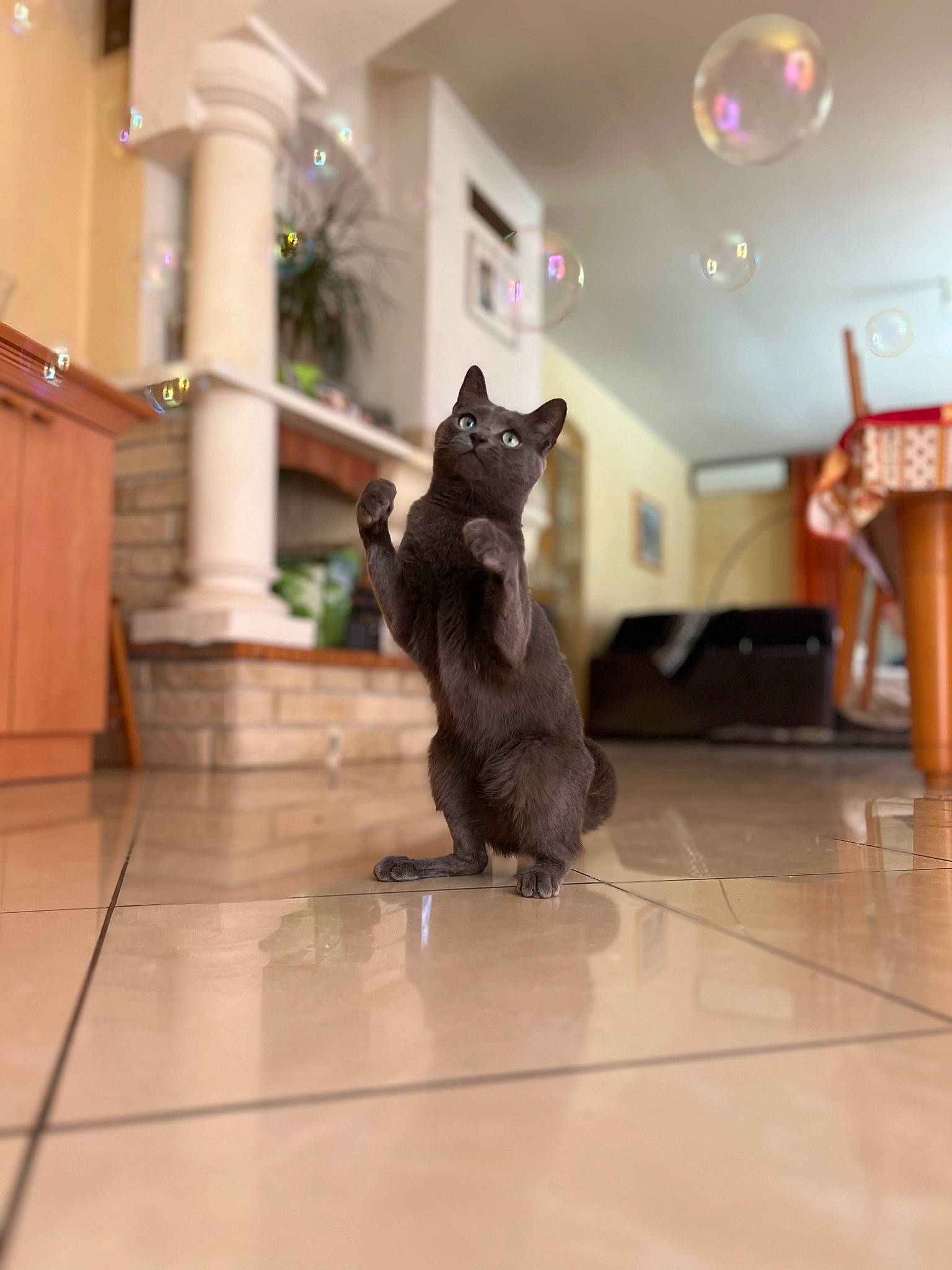 Sushi a rejoint le concours — aidez-le/la à gagner de superbes lots ! carnivore, cat, companion_dog, dog_breed, fawn, felidae, floor, flooring, flowerpot, fur, hardwood, houseplant, laminate_flooring, plant, small_to_medium_sized_cats, sporting_group, tail, whiskers, wood, wood_flooring