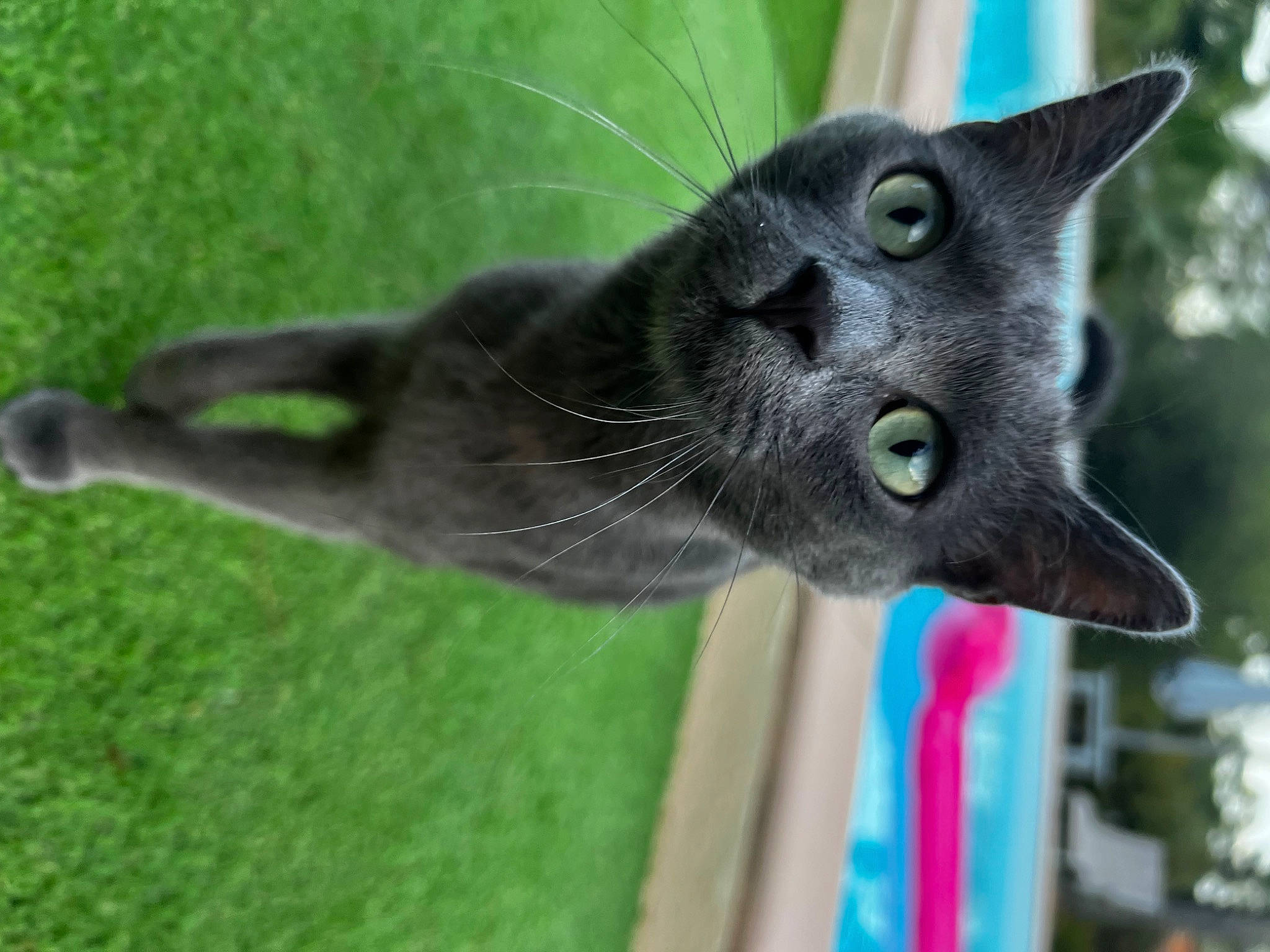 Sushi participe au concours pour gagner de l'argent avec cette photo : black_cat, carnivore, cat, chartreux, dog_breed, domestic_short_haired_cat, felidae, fur, grass, korat, plant, russian_blue, small_to_medium_sized_cats, snout, tail, terrestrial_animal, tree, whiskers, wildlife, window