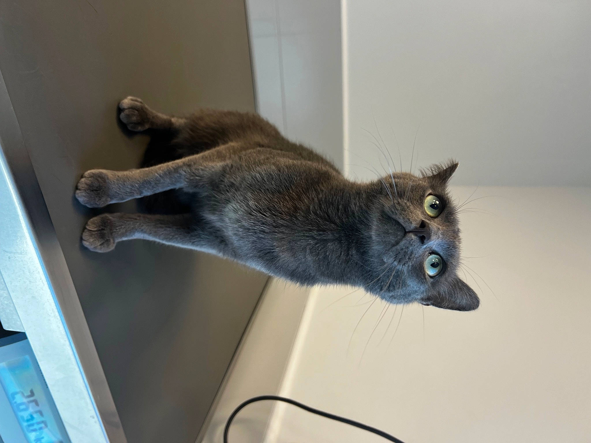 Sushi participe au concours pour gagner de l'argent avec cette photo : carnivore, cat, domestic_short_haired_cat, fawn, felidae, fur, russian_blue, siamese, small_to_medium_sized_cats, snout, tail, terrestrial_animal, whiskers