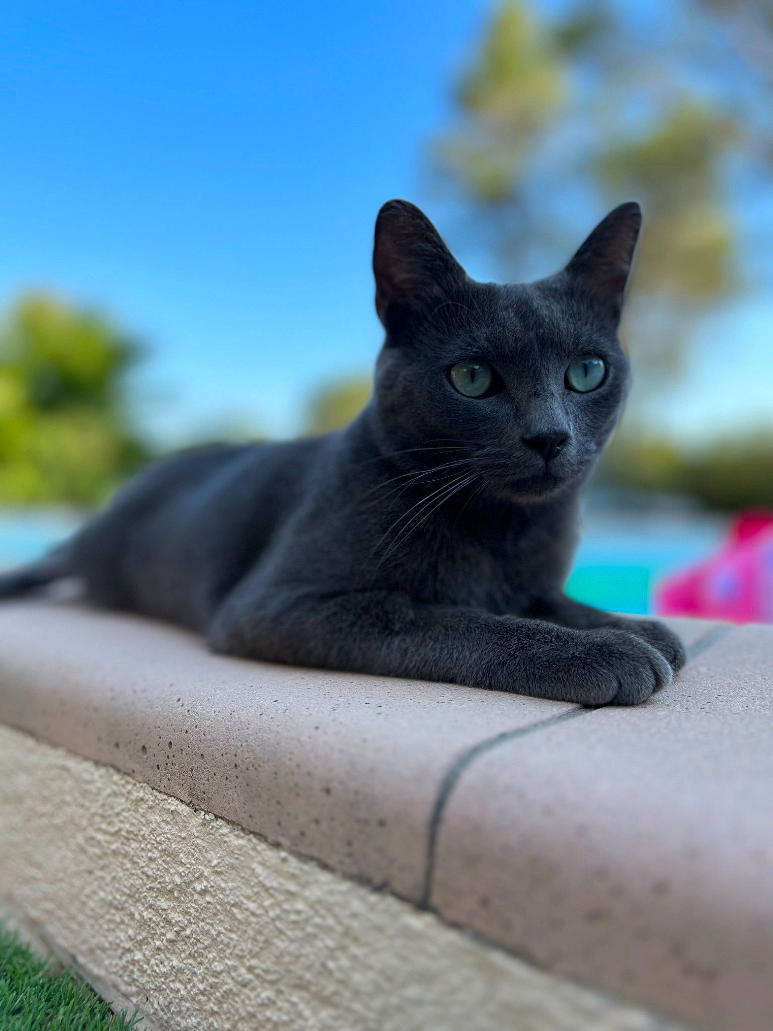 Sushi participe au concours pour gagner de l'argent avec cette photo : art, carnivore, cat, domestic_short_haired_cat, electric_blue, felidae, fur, grey, plant, russian_blue, sculpture, sky, small_to_medium_sized_cats, snout, tail, terrestrial_animal, tree, whiskers, window, wood