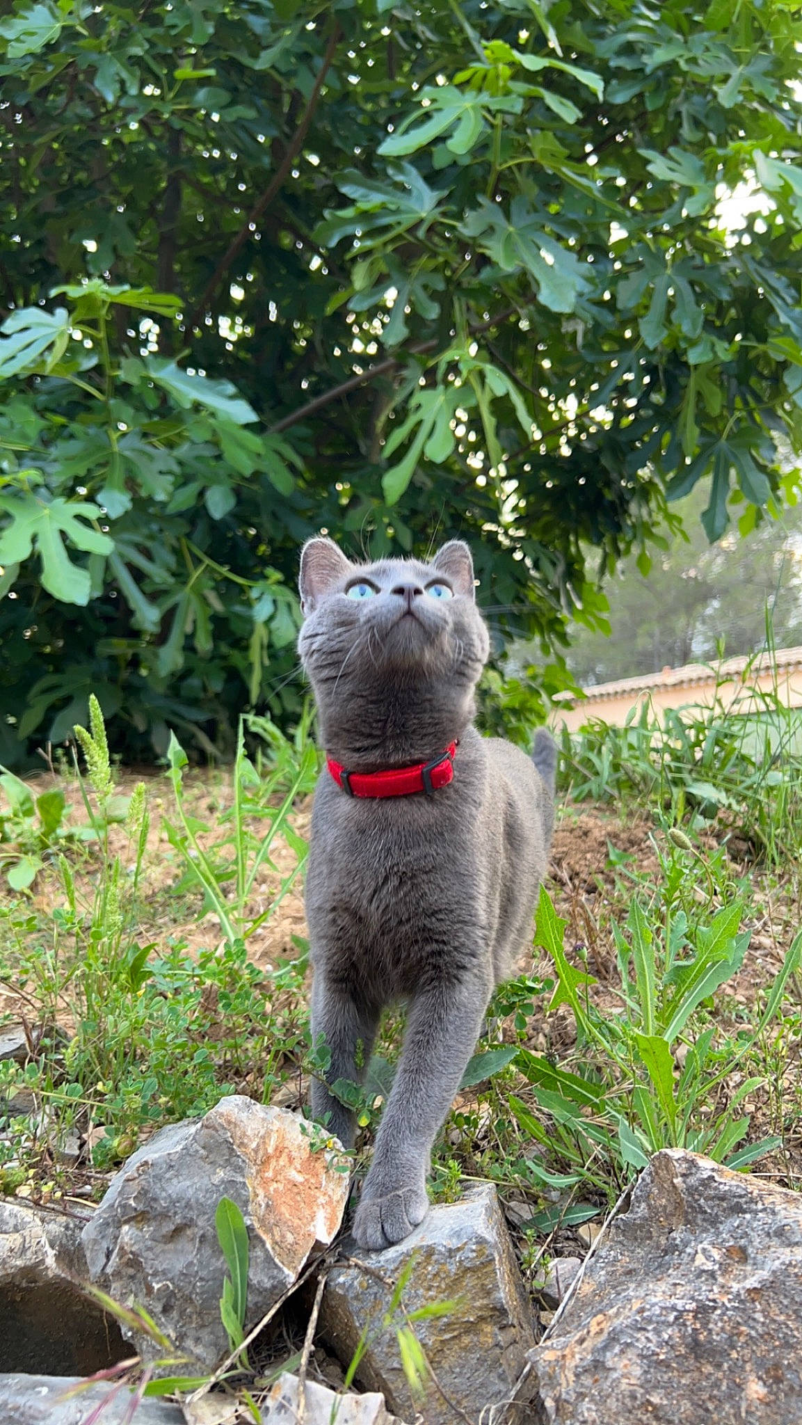 Sushi a rejoint le concours — aidez-le/la à gagner de superbes lots ! art, carnivore, cat, domestic_short_haired_cat, eye, fawn, felidae, fur, grass, groundcover, plant, russian_blue, shrub, small_to_medium_sized_cats, snout, tail, terrestrial_animal, tree, trunk, whiskers