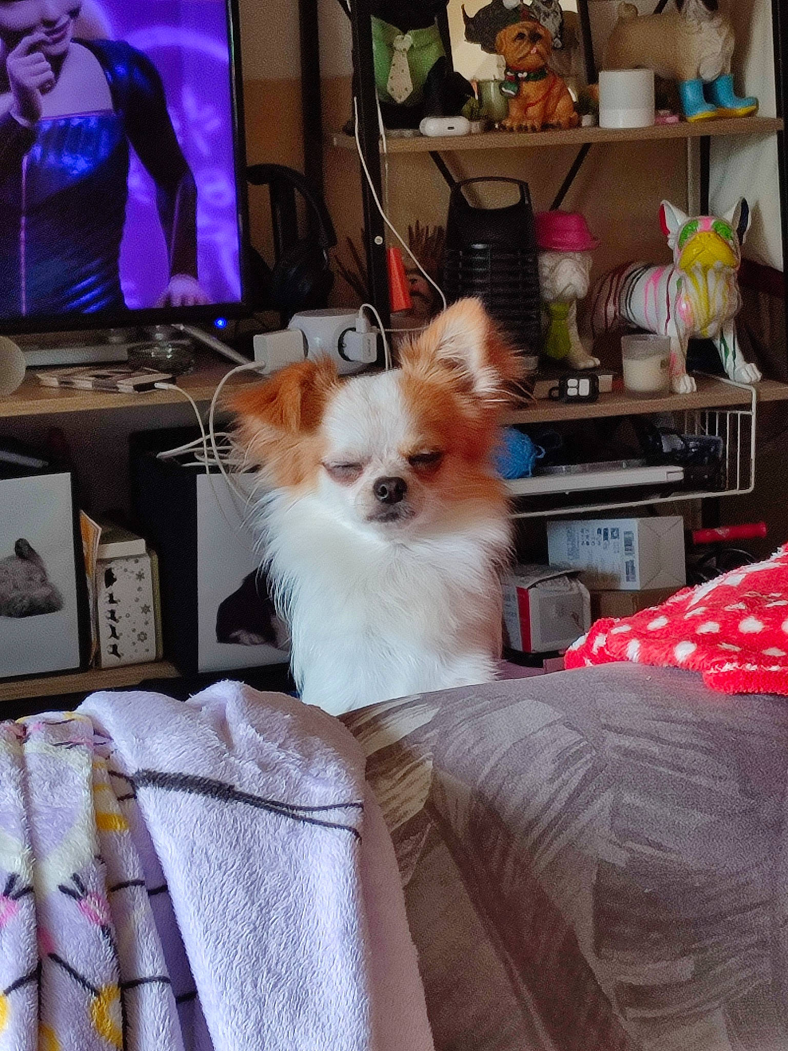 Tijoy participe au concours pour gagner de l'argent avec cette photo : bag, bookcase, carnivore, chair, comfort, companion_dog, dog, dog_breed, dog_supply, drawer, fawn, fur, linens, picture_frame, room, shelf, shelving, textile, toy_dog, whiskers