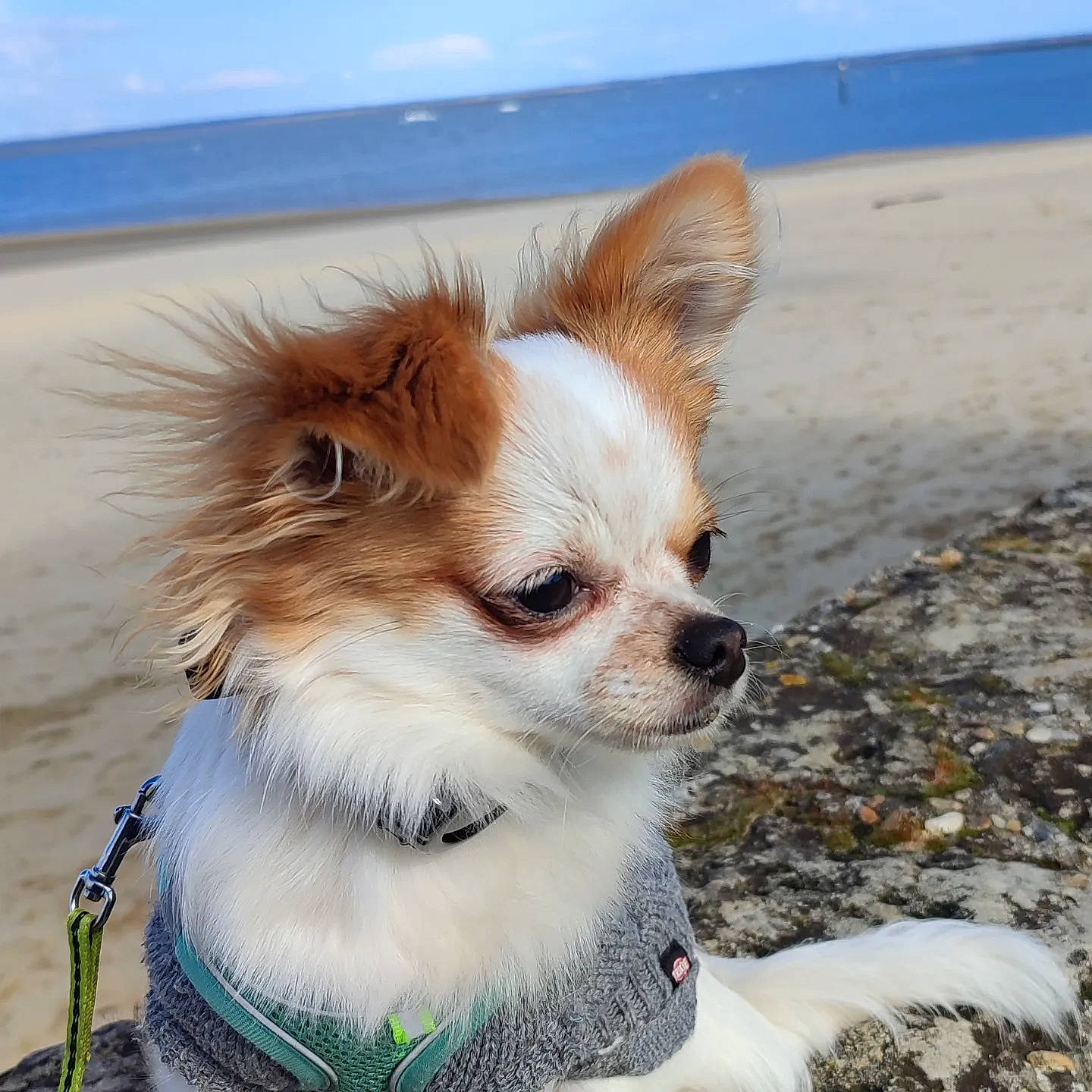 Tijoy participe au concours pour gagner de l'argent avec cette photo : beach, canidae, carnivore, chihuahua, collar, companion_dog, dog, dog_breed, dog_supply, eyewear, fawn, fur, hair, sky, snout, sporting_group, sunglasses, toy_dog, water, whiskers