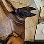 dog, canine, pet, lying_down, floor, tile_floor, tongue_out, indoor, brown_coat, black_coat, ears_up, happy, looking_up, household, appliance, laundry_room, kitchen, domestic, animal, companion