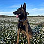 dog, canine, animal, pet, outdoor, field, flowers, daisies, grass, blue_sky, collar, tongue_out, ears_up, nature, spring, sunlight, sitting, happy, portrait, daytime