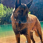 Seyko participe au concours pour gagner de l'argent avec cette photo : dog, wet, outdoor, lake, water, rocks, trees, nature, animal, canine, collar, brown, fur, sunlight, scenic, landscape, wildlife, forest, quiet, majestic