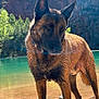 dog, wet, outdoor, lake, water, rocks, trees, nature, animal, canine, collar, brown, fur, sunlight, scenic, landscape, wildlife, forest, quiet, majestic