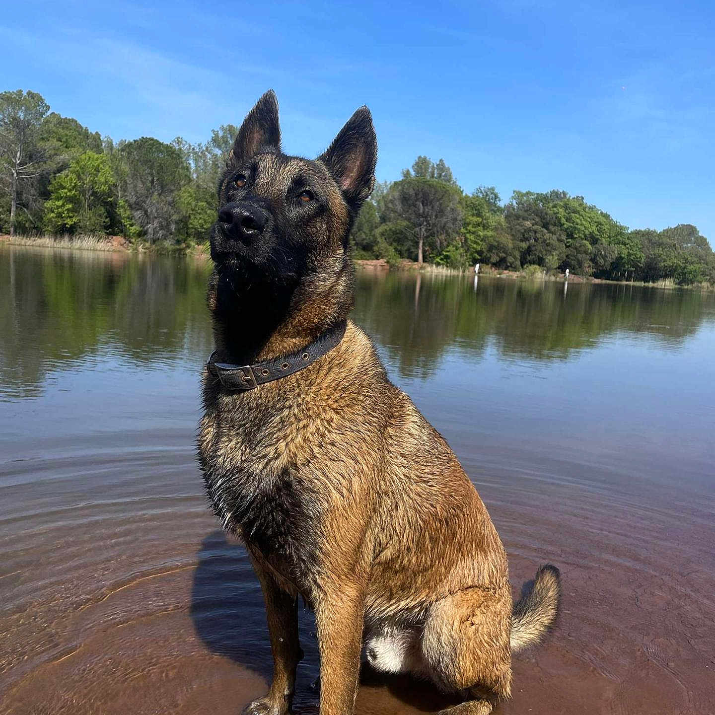 Seyko participe au concours pour gagner de l'argent avec cette photo : animal, brown, canine, collar, daylight, dog, forest, lake, loyal, nature, outdoor, peaceful, portrait, reflection, sitting, sky, summer, trees, water, wet