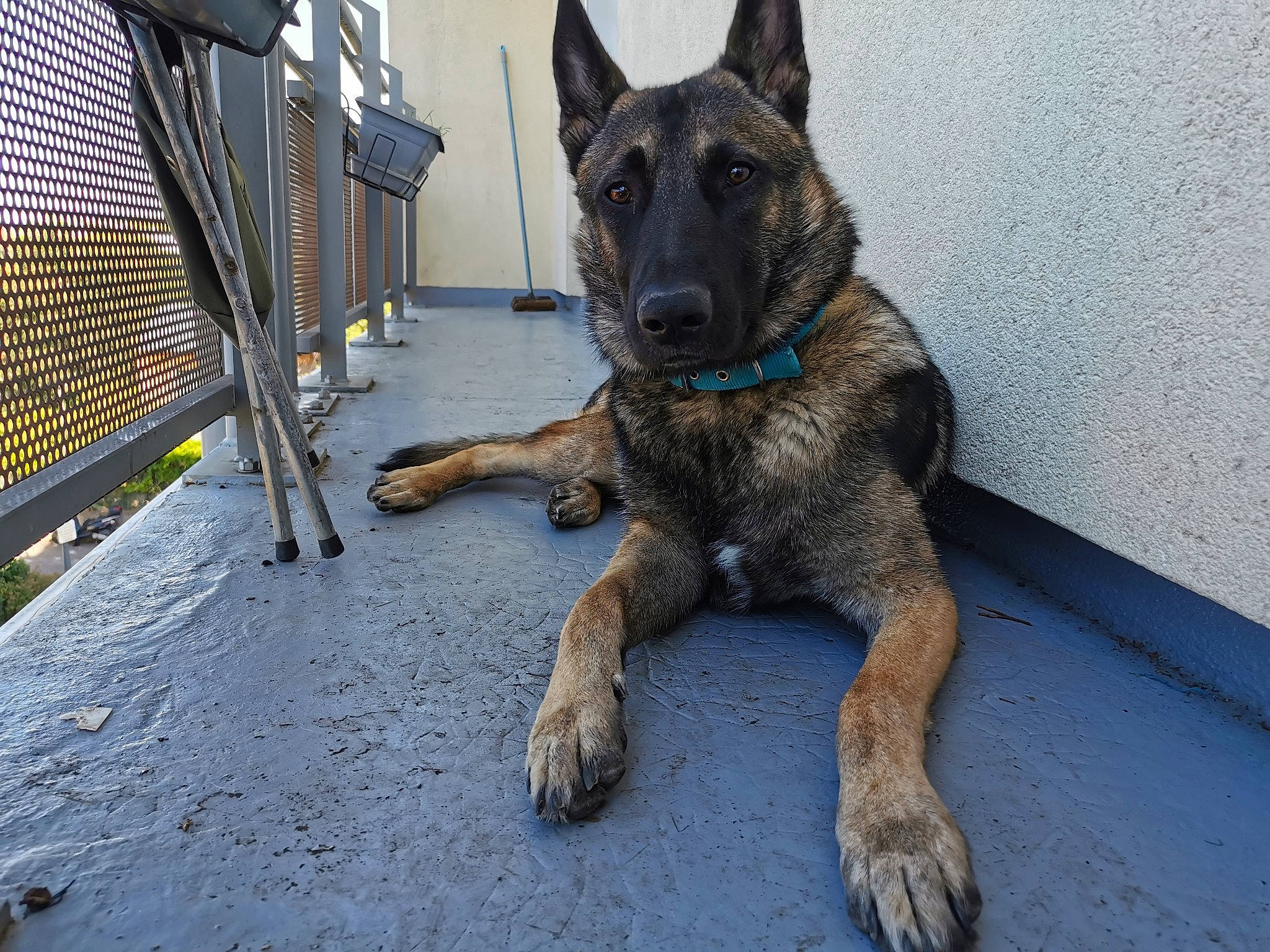 Prince participe au concours pour gagner de l'argent avec cette photo : belgian_shepherd, belgian_shepherd_malinois, canidae, carnivore, dog, dog_breed, dutch_shepherd_dog, east_european_shepherd, formosan_mountain_dog, german_shepherd_dog, king_shepherd, kunming_wolfdog, laekenois, mammal, old_german_shepherd_dog, police_dog, rare_breed_dog, snout, vertebrate